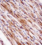 NR1D2 Antibody in Immunohistochemistry (Paraffin) (IHC (P))