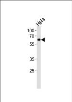 NR1D2 Antibody in Western Blot (WB)