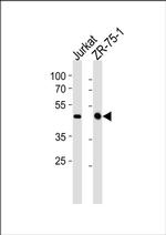 ECSIT Antibody in Western Blot (WB)