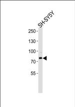 ORC3 Antibody in Western Blot (WB)