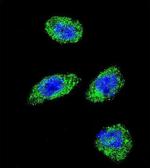 POLG Antibody in Immunocytochemistry (ICC/IF)