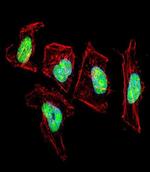 NFIC Antibody in Immunocytochemistry (ICC/IF)