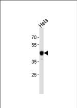 NFIC Antibody in Western Blot (WB)