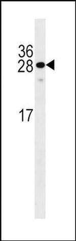 KLF9 Antibody in Western Blot (WB)