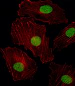 ISL2 Polyclonal Antibody