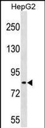 TSC22D2 Antibody in Western Blot (WB)