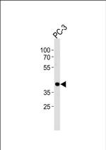 CREB3L4 Antibody in Western Blot (WB)