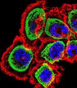 RCAN1 Antibody in Immunocytochemistry (ICC/IF)
