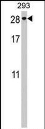 PTTG2 Antibody in Western Blot (WB)