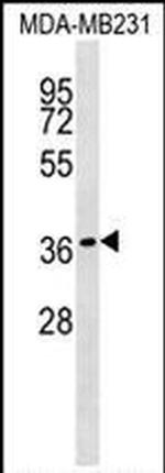 HEYL Antibody in Western Blot (WB)