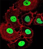 HOXC10 Antibody in Immunocytochemistry (ICC/IF)