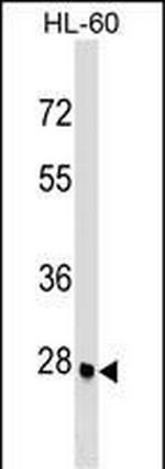 ARGFX Antibody in Western Blot (WB)