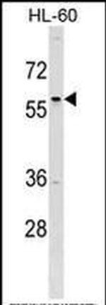 TFAP2D Antibody in Western Blot (WB)