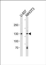 TRIM24 Antibody in Western Blot (WB)