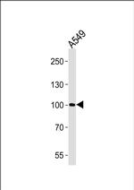 ZNF287 Antibody in Western Blot (WB)