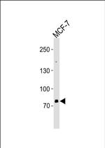 ZNF483 Antibody in Western Blot (WB)