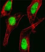 HOXC10 Antibody in Immunocytochemistry (ICC/IF)