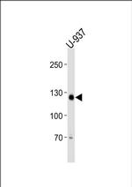 SGOL2 Antibody in Western Blot (WB)
