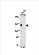 Cullin 4B Antibody in Western Blot (WB)