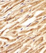 ZNF9 Polyclonal Antibody