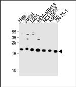ICT1 Antibody in Western Blot (WB)