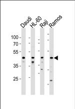 LILRA3 Antibody in Western Blot (WB)