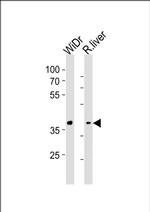 GPR4 Antibody in Western Blot (WB)