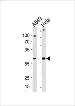FAM50A Antibody in Western Blot (WB)