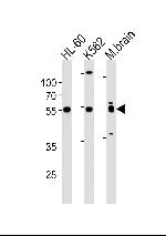 PTGER4 Antibody in Western Blot (WB)