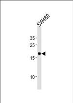 RPL29 Antibody in Western Blot (WB)