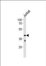 TAAR2 Antibody in Western Blot (WB)