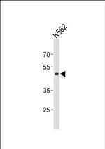 GPR150 Antibody in Western Blot (WB)