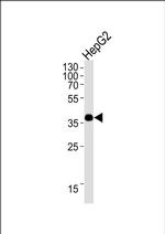 OR1L3 Antibody in Western Blot (WB)
