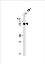 CMAS Antibody in Western Blot (WB)