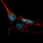 KLF4 Polyclonal Antibody