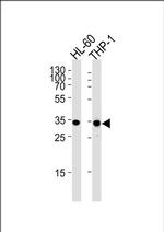 MDH1 Antibody in Western Blot (WB)