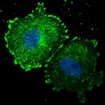 Phospho-ErbB2 (HER-2) (Tyr1005) Antibody in Immunocytochemistry (ICC/IF)