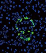 Glucagon Antibody in Immunohistochemistry (IHC)