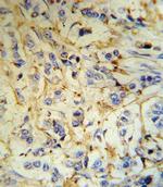 Fibrinogen alpha Antibody in Immunohistochemistry (Paraffin) (IHC (P))