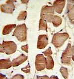 Aspartoacylase Antibody in Immunohistochemistry (Paraffin) (IHC (P))