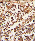 CD62L Antibody in Immunohistochemistry (Paraffin) (IHC (P))