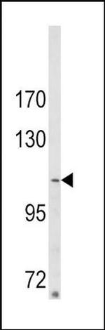 ARGBP2 Antibody in Western Blot (WB)