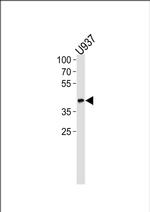 Apolipoprotein L1 Antibody in Western Blot (WB)