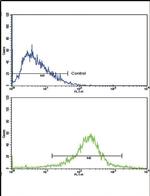 RAP Antibody in Flow Cytometry (Flow)