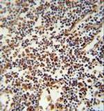 USF2 Antibody in Immunohistochemistry (Paraffin) (IHC (P))