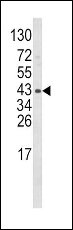 WNT5B Antibody in Western Blot (WB)