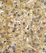 Adiponectin Receptor 1 Antibody in Immunohistochemistry (Paraffin) (IHC (P))
