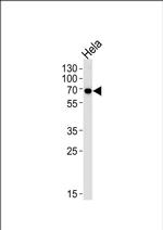 KLC1 Antibody in Western Blot (WB)