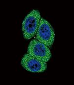 CYP4B1 Antibody in Immunocytochemistry (ICC/IF)