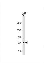 HSPA7 Antibody in Western Blot (WB)
